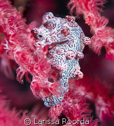Hippocampus bargibanti.  Pygmy Seahorse by Larissa Roorda 